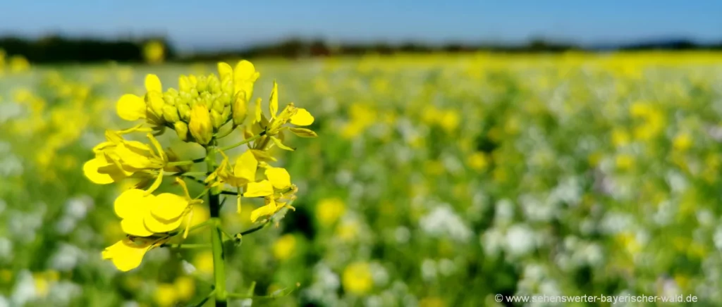 natur-bilder-deutschland-pflanzen-fotos-blumen-bayern